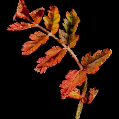  دلِ من اقیانوسه جا نمیشه شناگر توو آکواریوم